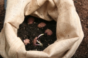 Sprouting potatoes photo c/o Sustainable Eats