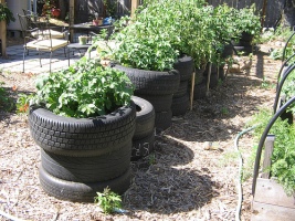 You can even grow potatoes in the middle of an old tire! Photo c/o Hip Chick Digs